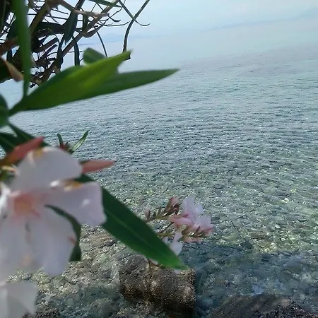 Ampelaki * بوكاري